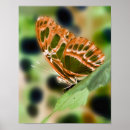 Zoek naar fantasie dieren posters Voor haar