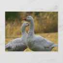 Zoek naar ganzen briefkaarten Foto's