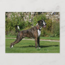 Zoek naar boxer dog briefkaarten Brindle