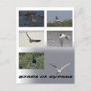 Zoek naar ibis briefkaarten Egret