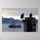 Zoek naar alaska kale adelaar posters Adelaars