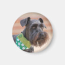 Zoek naar miniatuur magneten Schnauzer