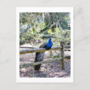 Zoek naar peacock briefkaarten Natuur
