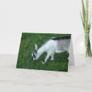 Zoek naar nanny kaarten Geit