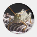 Zoek naar sprinkhaan magneten Insecten