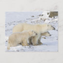 Zoek naar churchill briefkaarten Ursus maritimus