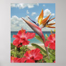 Zoek naar paradijsvogel posters Tropische bloemen
