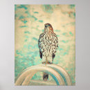 Zoek naar havik posters Bruin