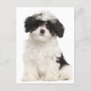 Zoek naar havanezer posters Puppy