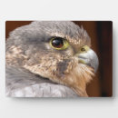 Zoek naar roofvogel fotoplaat Vogels