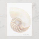 Zoek naar nautilus briefkaarten Sealife