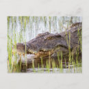 Zoek naar krokodil briefkaarten Reptielen