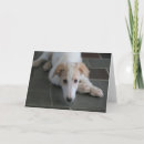 Zoek naar puppy fotografie Canine
