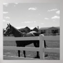 Zoek naar paardenfoto posters Foto's