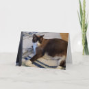 Zoek naar katachtig kaarten Huisdier