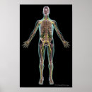 Zoek naar menselijke huid posters Verticaal