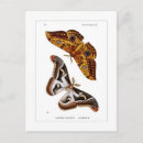 Zoek naar vintage insecten briefkaarten Natuur