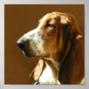 Zoek naar basset hond posters Hondenras