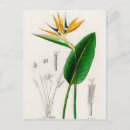 Zoek naar botanische illustratie briefkaarten Bloemen