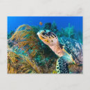 Zoek naar onderwater briefkaarten Zee schildpad
