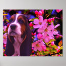 Zoek naar basset hond posters Schattig