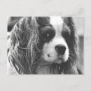 Zoek naar cavalier briefkaarten Cavalier koning charles spaniel