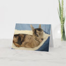 Zoek naar aussie kaarten Huisdier