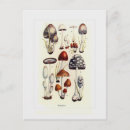 Zoek naar paddestoelen briefkaarten Vintage