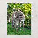 Zoek naar baby ezel briefkaarten Ezels