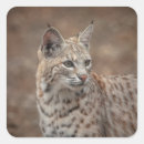 Zoek naar bobcat stickers Natuur