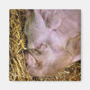 Zoek naar varkens magneten Dieren