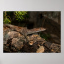 Zoek naar reptiel posters Schattig