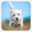 Zoek naar doodskisten stickers Gezelschapsdieren