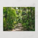Zoek naar rainforest briefkaarten Woods