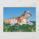 Zoek naar tijger briefkaarten Oerwoud