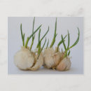 Zoek naar knoflook briefkaarten Foto