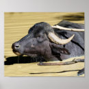 Zoek naar waterbuffel posters Buffalo