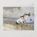 Zoek naar twee katten briefkaarten Schattig