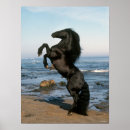 Zoek naar paard ras posters Friesisch