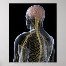 Zoek naar zenuwstelsel kunst Illustratie