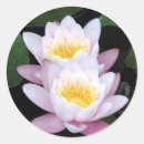 Zoek naar waterlelies stickers Bloemen