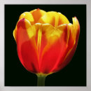 Zoek naar gele tulpen posters Voor haar
