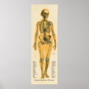 Zoek naar vrouw skelet posters Anatomie