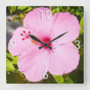 Zoek naar roze hibiscus klokken Natuur