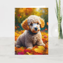 Zoek naar abrikoos kaarten Hond