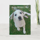 Zoek naar witte hond kaarten Voor haar