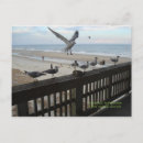 Zoek naar zeemeeuwen briefkaarten Strand