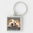 Zoek naar beagle accessoires Gezelschapsdieren