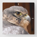 Zoek naar falcon kunst Valken