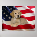 Zoek naar golden retriever puppy posters Puppies